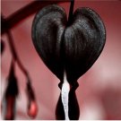 Fresh 100Pcs/Pack Dicentra Spectabilis Seeds Orchid Bleeding Heart Seeds (Color:Black)