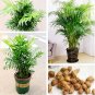 Fresh Chrysalidocarpus Lutescens Seeds 5 Pcs/Bag Areca Palm Seeds Butterfly Palm Seeds