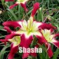 Fresh Lily Daylily Bonsai Unique 50 Daylilies Hemerocallis Fulva Day Lily Seeds