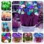 Fresh 120 pcs Colorful Freesia Seeds True Fragrant Gorgeous Freesia Seeds : Mix