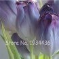 Fresh 200 Pcs Color Ice Cream Tulip Flower Gesneriana Perennial Wedding Seeds