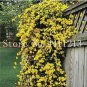 Fresh 100 pcs Climbing Jasmine Flower Perennial s Decorative House Seeds