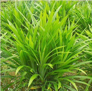 Fresh 50Pcs/Bag Fragrant Grass Seeds Annual Pandan Flower Seeds Fragrant Spices Seeds