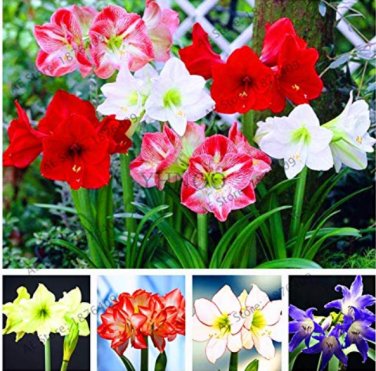 Fresh Amaryllis Chinese Amarilis 100 Pcs/Pack Home Courtyard mixed color Seeds
