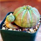 Fresh 100 pcs/Bag Real Mini Euphorbia obesa Flores Perennial Plant Seeds