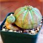 Fresh 100 pcs/Bag Real Mini Euphorbia obesa Flores Perennial Plant Seeds