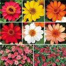 Fresh 100 pcs Park Seed Profusion Single Flowered Zinnia Seed Collection
