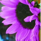 Fresh 20pcs Pink unflower Seeds. flower Seeds