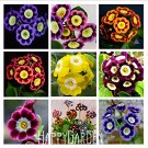 Fresh Loss Promotion! Genuine!!! 100 seeds/lot Primrose Seeds Easy flower semillas