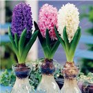 Fresh New Hyacinthus Orientalis Cheap Hyacinth Seeds Hyacinth Balcony Flower 50PCS