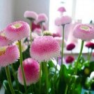 Fresh 100pcs Strawberry Ice Cream Little Daisy Seeds