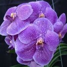 Fresh BELLFARM Vanda Seeds 100 Seeds/Pack