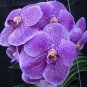 Fresh BELLFARM Vanda Seeds 100 Seeds/Pack