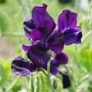Fresh Blue Royal Sweet Pea 20 Seeds Flora Norton Lathyrus Odoratus Flower