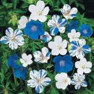 Fresh 100PCS Old Shoes or roof Tiles Seeds Hardy Flowers Blue White Bi color Stripes