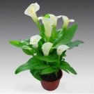 Fresh Calla Lily Bulbs