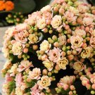 Fresh Pink Longevity Flower Seeds 100 Seeds/Pack Kalanchoe Flowers
