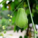 Fresh Chocho Magic Pumpkin Seeds 30 Seeds/Pack Chayote Big Melon s Vegetables