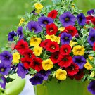 Fresh Mix Calibrachoa Petunia Shuttlecock Flower Horn Flower Seed SeedsDIY Deco