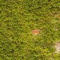 Fresh Boston Ivy Creepers Seeds 100 Seeds/Pack Perennial Climbing Ornamental
