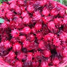 Fresh Roselle Ilibiscus Seeds 100 Seeds/pack Chinese Tea Angle Flower Hibiscus Flowers