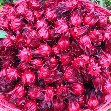 Fresh Roselle Ilibiscus Seeds 100 Seeds/pack Chinese Tea Angle Flower Hibiscus Flowers