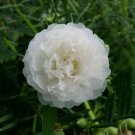 Fresh Portulaca oleracea Purslane Double Flowers Seeds 500 Seeds verdolaga Pursley