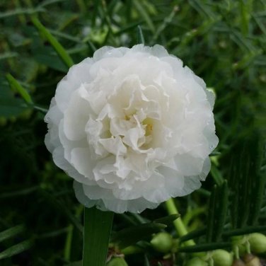Fresh Portulaca oleracea Purslane Double Flowers Seeds 500 Seeds verdolaga Pursley