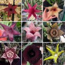 Fresh BELLFARM Stapelia Pulchella Seeds Mixed 9 Colors Cactus Succulent