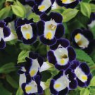 Fresh Mixed 4 Colors Torenia Fournieri 200 seeds Red Pink Black Blue Wishbone Flowers