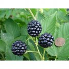 Fresh Jumbo Thornless Blackberry Seeds 100 SEEDS/pack Juicy Sweet Healthy Fruits