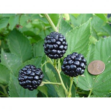 Fresh Jumbo Thornless Blackberry Seeds 100 SEEDS/pack Juicy Sweet Healthy Fruits