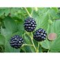 Fresh Jumbo Thornless Blackberry Seeds 100 SEEDS/pack Juicy Sweet Healthy Fruits