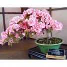 Fresh Pinkish Red Japanese Sakura Cherry Blossoms Flower Seeds 20 Seeds/Pack Aromatic