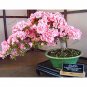 Fresh Pinkish Red Japanese Sakura Cherry Blossoms Flower Seeds 20 Seeds/Pack Aromatic