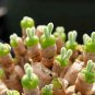 Fresh Imported New Zealand Rabbit Monilaria obconica Seeds