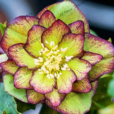 Fresh 100PCS Novelty Plant Seeds