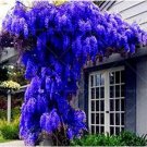 Fresh Blue Wisteria Tree Seeds