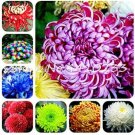 Fresh China Chrysanthemum Aster Seeds Mixed