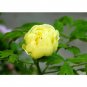 Fresh  Qiu Huang Ball typed Yellow Peony Flowers Seeds Fresh Yellow Double Flowers