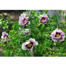 Fresh  Black Pur Peony Flower Seeds Pale White to Light Purple to Black Double Petals