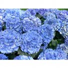 Fresh Mixed Hydrangea Flower 50 Seeds Blue Red Pink White Colors
