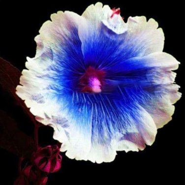Fresh Hollyhock Flowers Dark Blue White Single Petals Big Flowers Althaea rosea Rooted Seeds