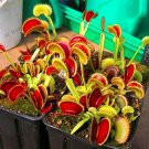 Fresh Flytrap as Seed Potted Dionaea Muscipula e Terrace Garden Carnivorous