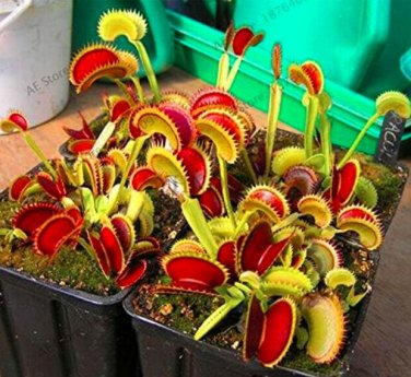 Fresh Flytrap as Seed Potted Dionaea Muscipula e Terrace Garden Carnivorous