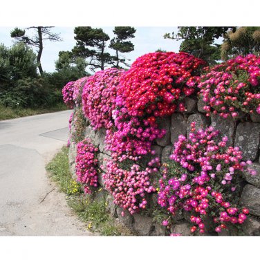 Fresh Lampranthus spectabilis Flaw Seeds Aizoaceae Perennial Evergreen Plants