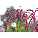 Fresh Polygonum Orientale Seeds Kiss Me Over The Gate Princess Feather Annual
