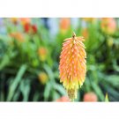 Fresh Kniphofia Elvira Seeds Red Hot Poker Torch Lily Elvira Flowers