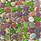 Fresh Mixed Lithop Seeds Living Stones Rich Colorful Varieties South Africa