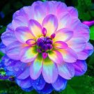 Fresh ONE Bulb Purple Dahlia Flowers Perennial Rooted Flowers